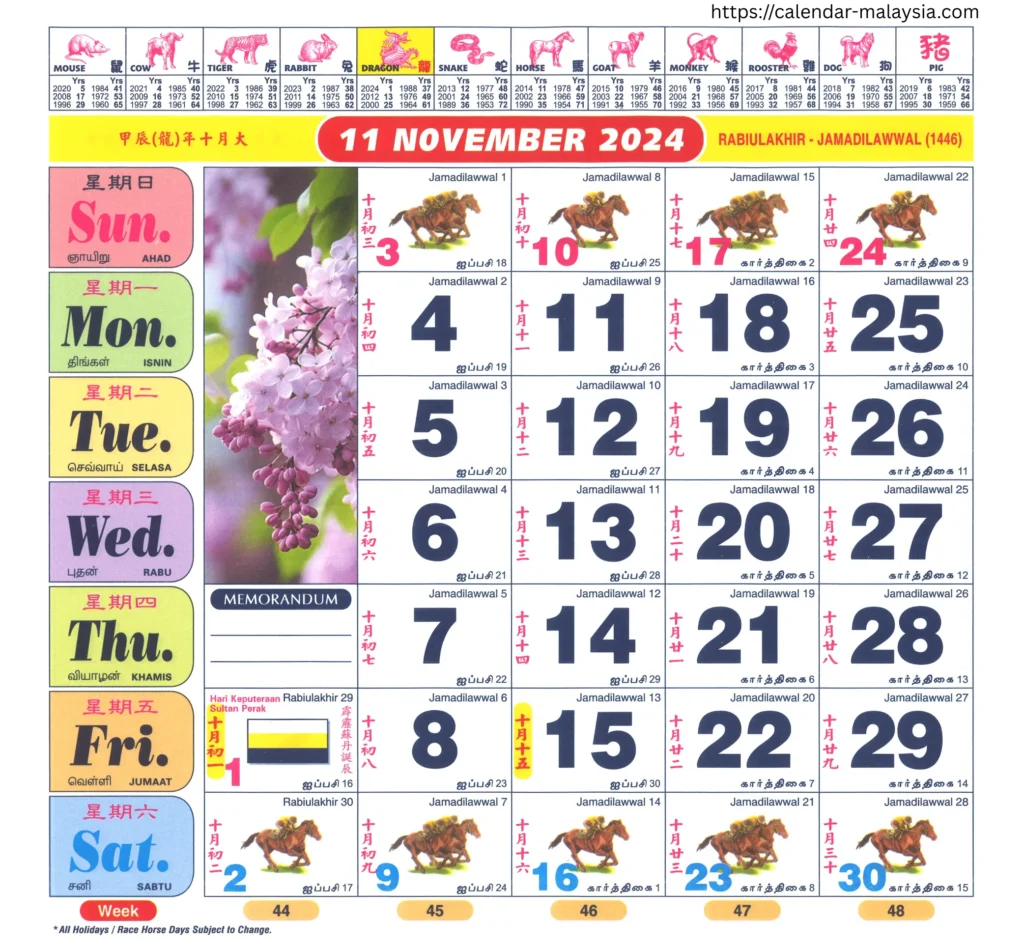 Kuda 11-2024