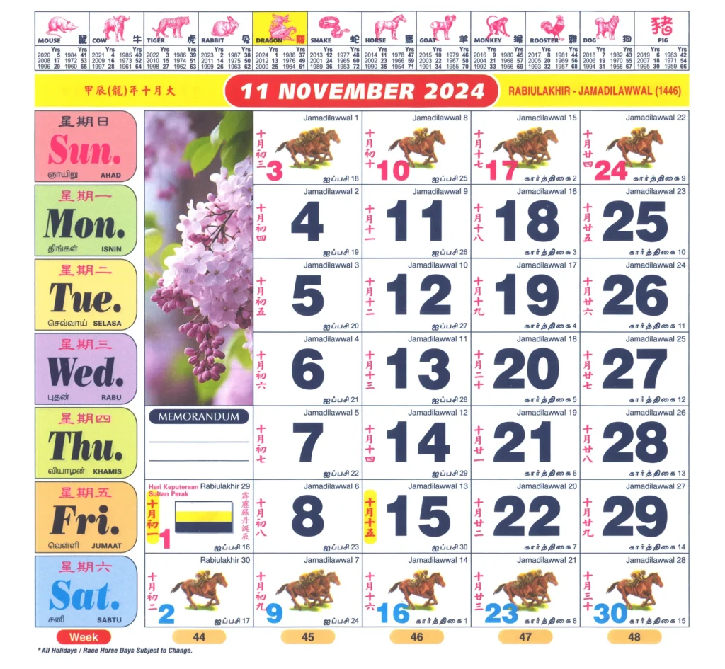 Kuda 11-2024